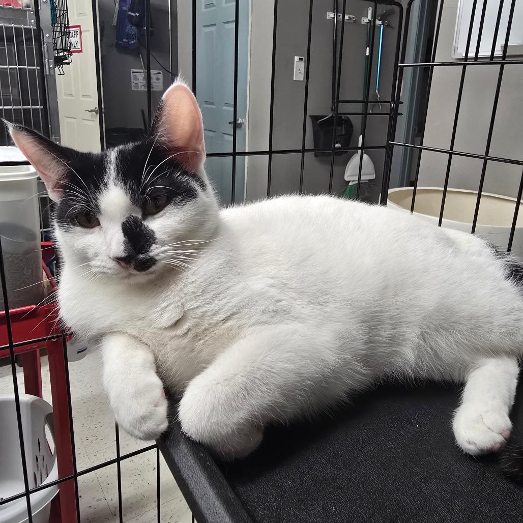 Azra, Adoptable, Young Female Domestic Short Hair.