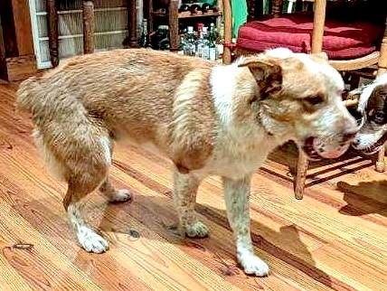 Buddy — thumbnail 3