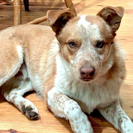 Buddy — thumbnail 4