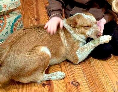 Buddy — thumbnail 5