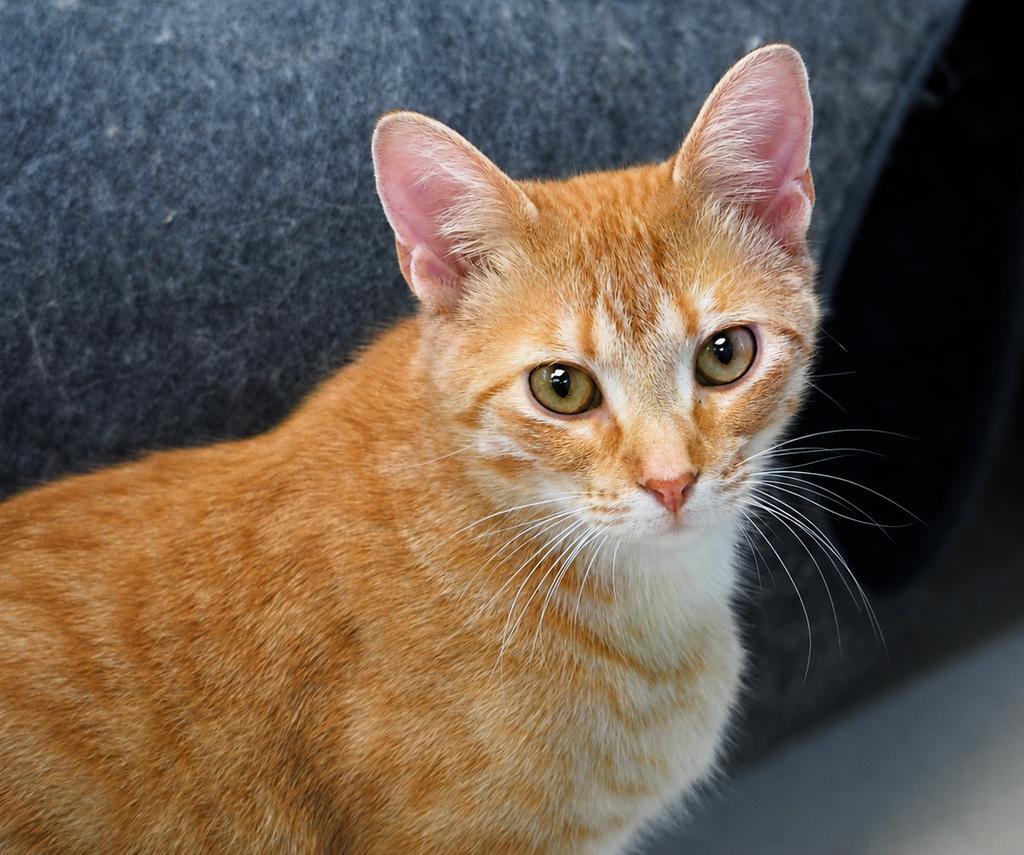Enlarge Saturday, a Adoptable mixed breed in Saint Paul, MN image 2/6
