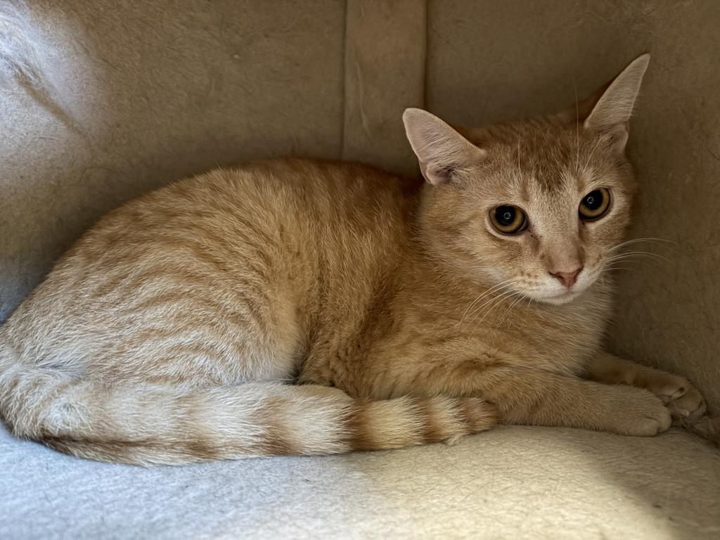 Enlarge Saturday, a Adoptable mixed breed in Saint Paul, MN image 6/6
