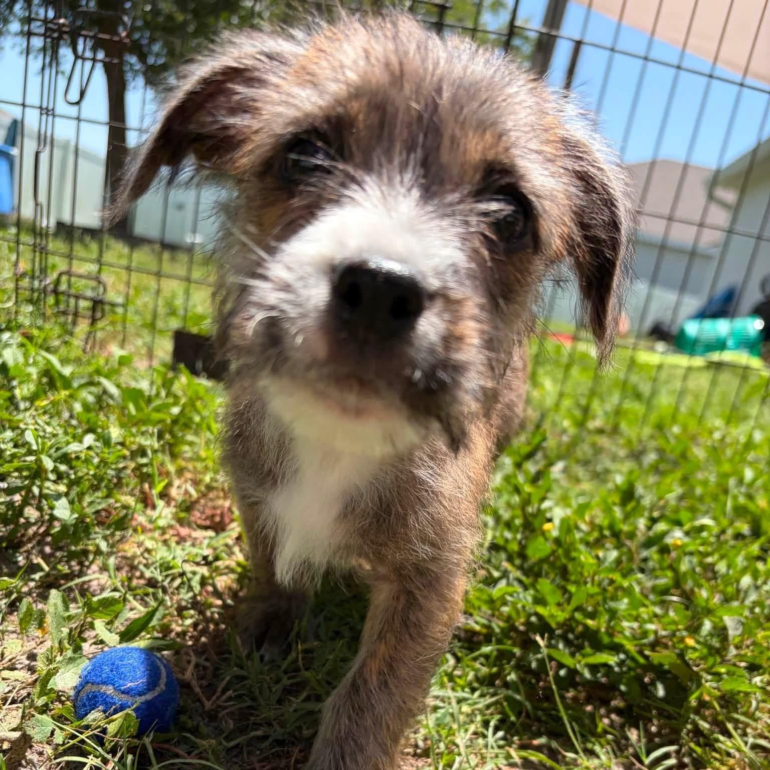 Enlarge Toph, a ADOPTABLE Mixed Breed in LEHIGH ACRES, FL image 5/5
