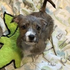 Enlarge Toph, a ADOPTABLE Mixed Breed in LEHIGH ACRES, FL image 2/5