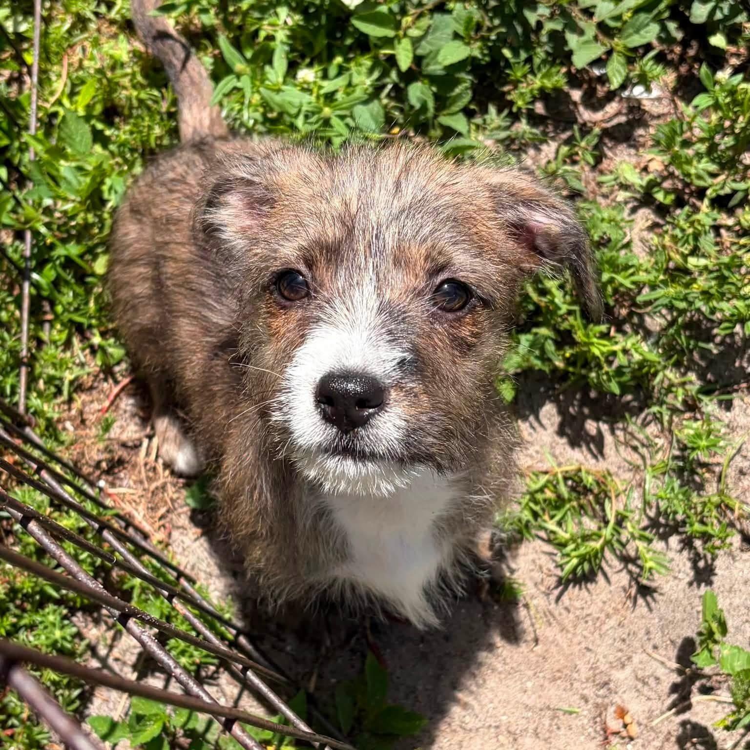 Enlarge Toph, a ADOPTABLE Mixed Breed in LEHIGH ACRES, FL image 4/5