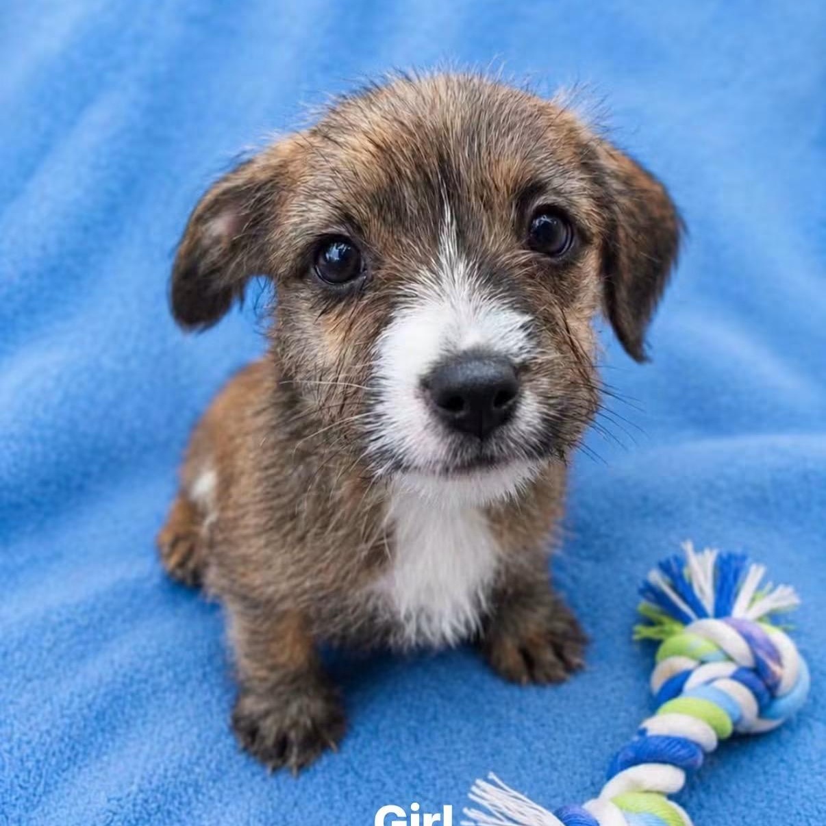 Toph, ADOPTABLE, Puppy Female Mixed Breed.
