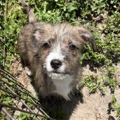 Enlarge Toph, a ADOPTABLE Mixed Breed in LEHIGH ACRES, FL image 3/5