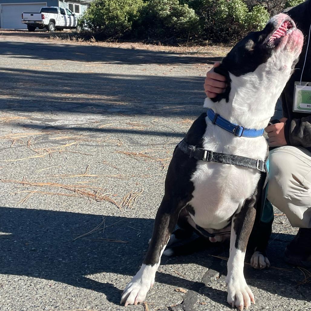 Pongo, Adoptable, Adult Male American Staffordshire Terrier.