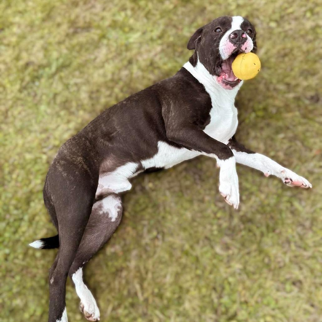Enlarge Pongo, a Adoptable American Staffordshire Terrier in Mount Shasta, CA image 2/6