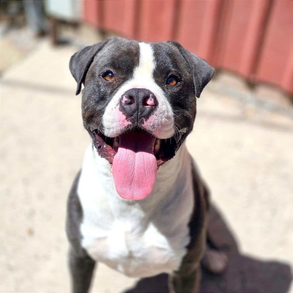 Pongo, a Adoptable American Staffordshire Terrier in Mount Shasta, CA image 3/6