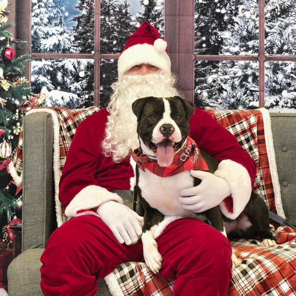 Enlarge Pongo, a Adoptable American Staffordshire Terrier in Mount Shasta, CA image 3/6