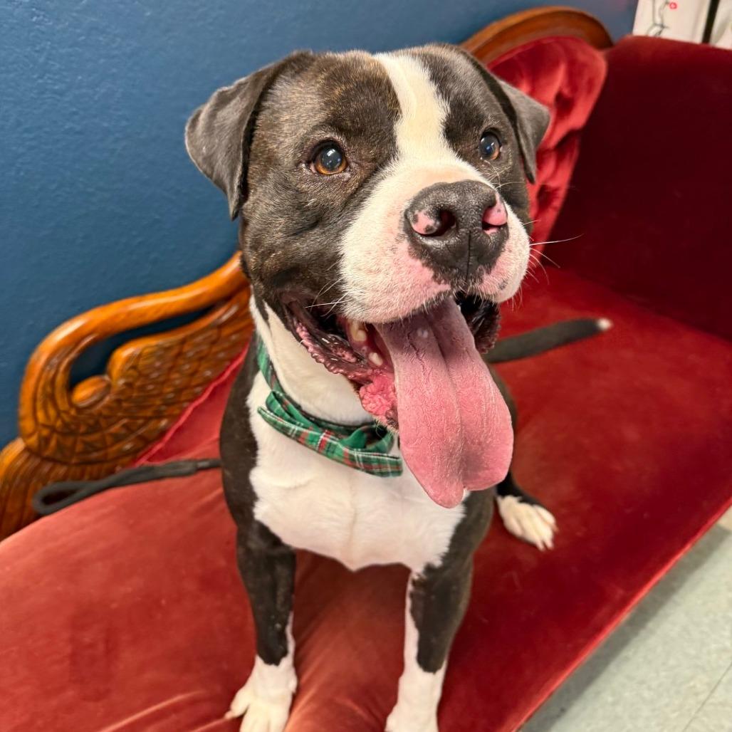 Enlarge Pongo, a Adoptable American Staffordshire Terrier in Mount Shasta, CA image 3/6