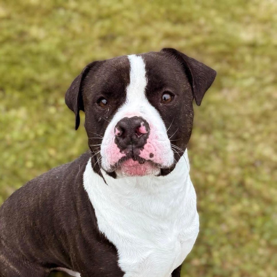 Enlarge Pongo, a Adoptable American Staffordshire Terrier in Mount Shasta, CA image 4/6