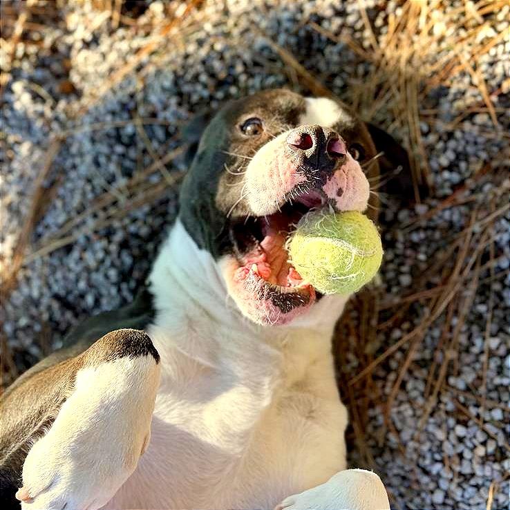 Enlarge Pongo, a Adoptable American Staffordshire Terrier in Mount Shasta, CA image 5/6