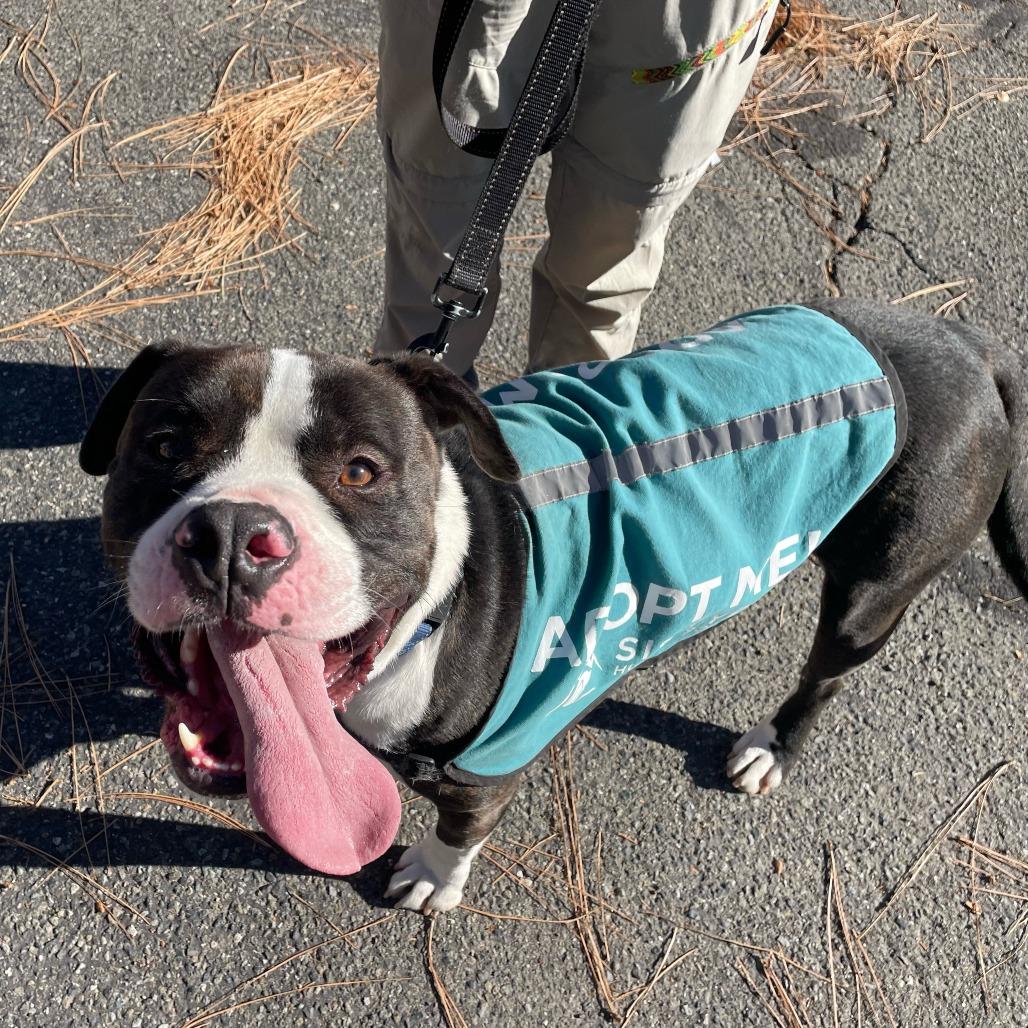 Enlarge Pongo, a Adoptable American Staffordshire Terrier in Mount Shasta, CA image 5/6