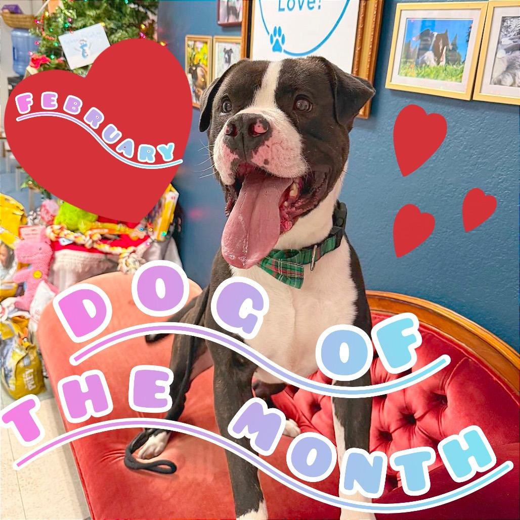 Enlarge Pongo, a Adoptable American Staffordshire Terrier in Mount Shasta, CA image 5/6