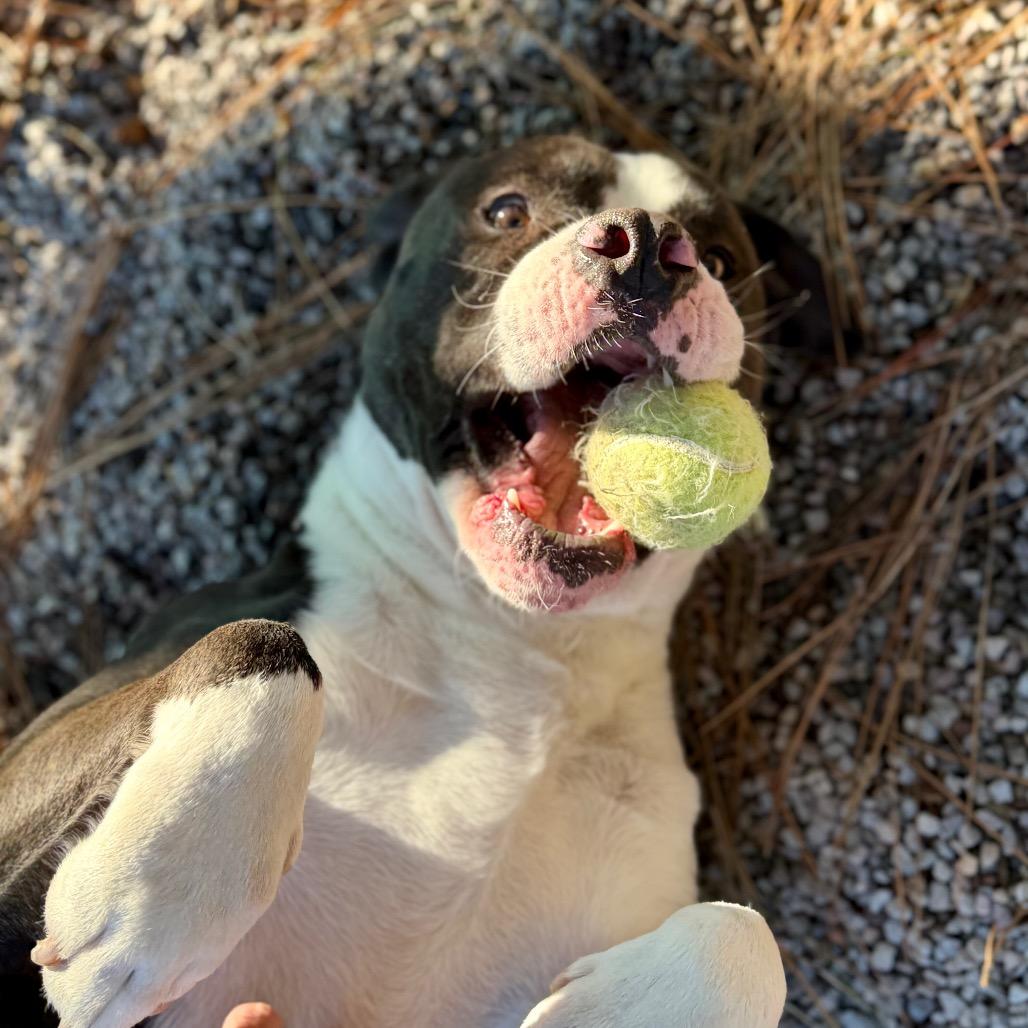 Enlarge Pongo, a Adoptable American Staffordshire Terrier in Mount Shasta, CA image 6/6