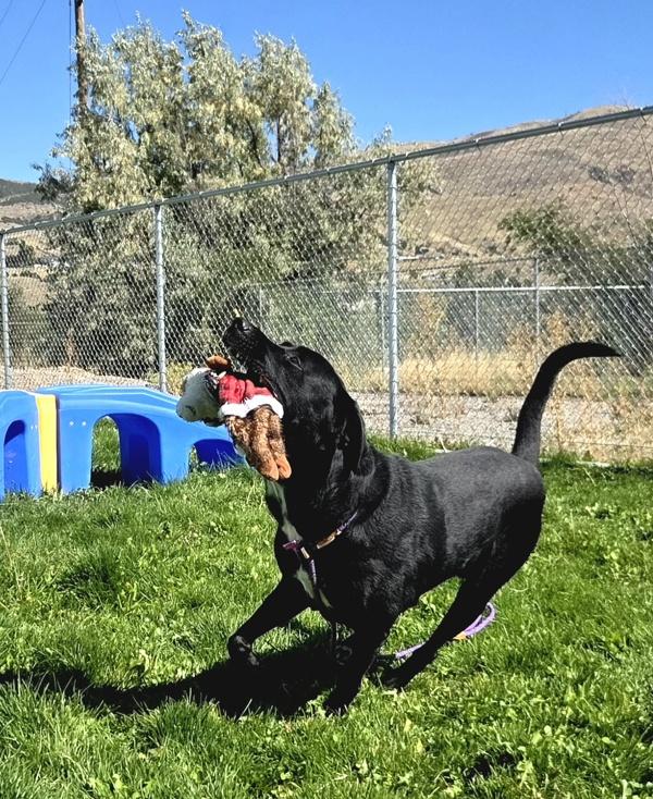 Boomer, Adoptable, Adult Male Labrador Retriever.