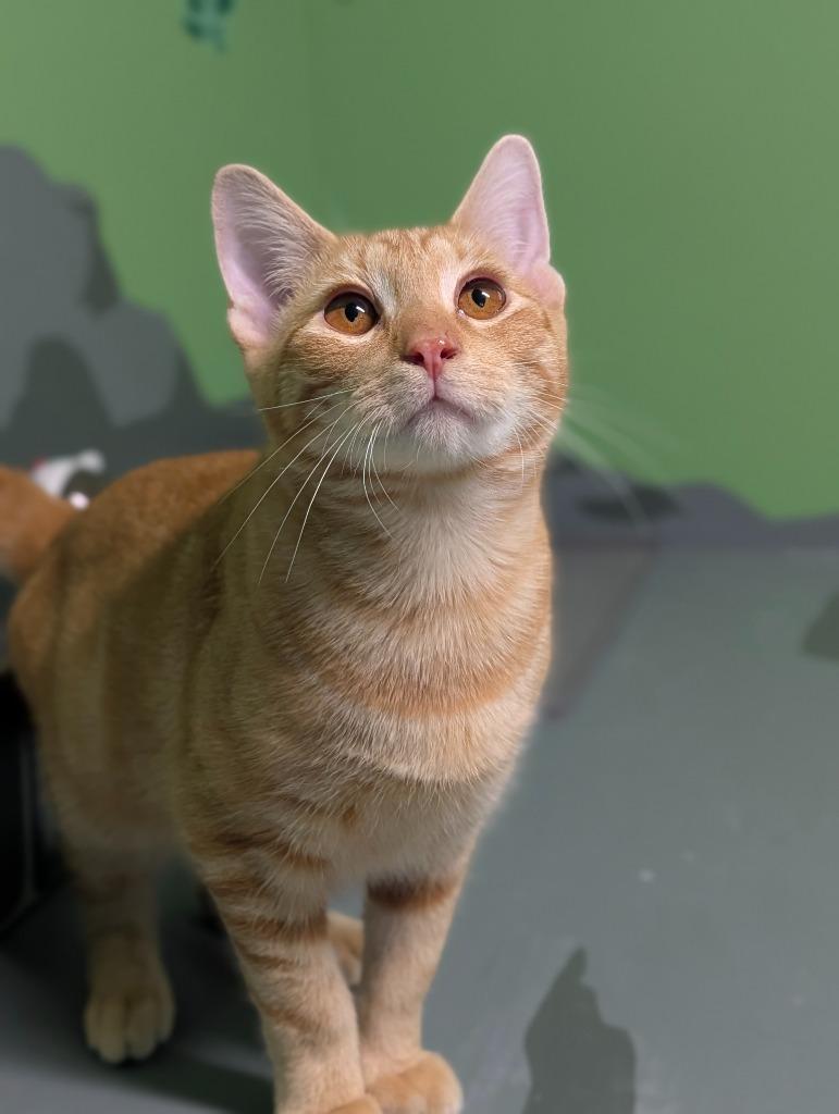 Enlarge Milo (Bonded with Otis), a Adoptable mixed breed in Shelton, WA image 1/4