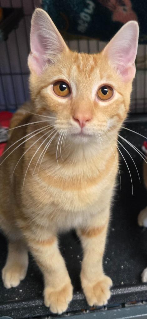 Enlarge Milo (Bonded with Otis), a Adoptable mixed breed in Shelton, WA image 2/4