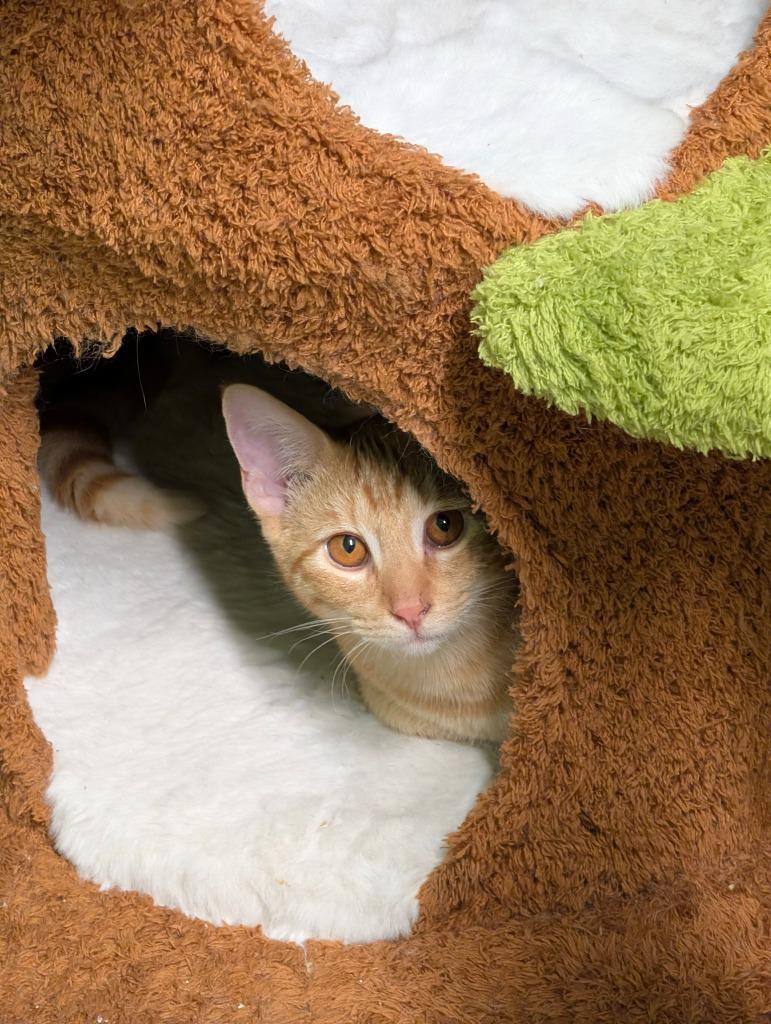 Enlarge Milo (Bonded with Otis), a Adoptable mixed breed in Shelton, WA image 3/4