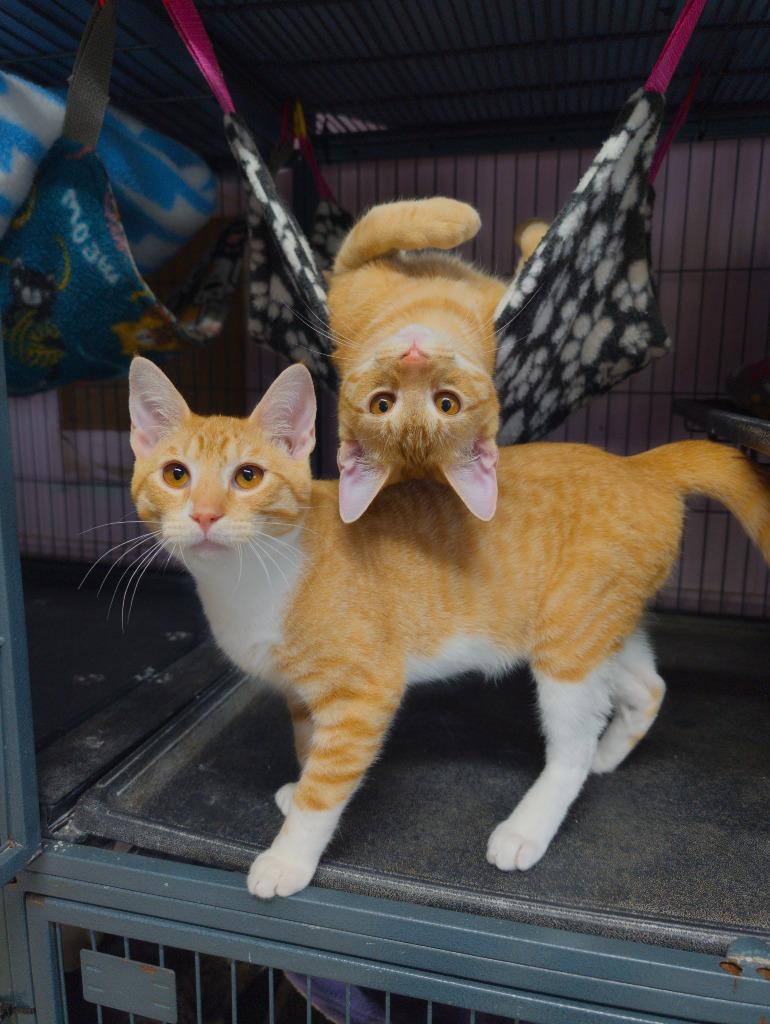 Enlarge Milo (Bonded with Otis), a Adoptable mixed breed in Shelton, WA image 4/4
