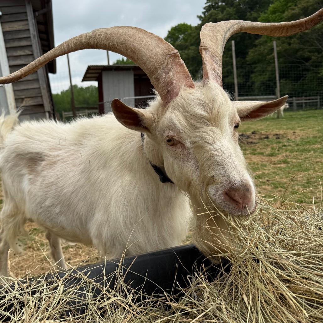 Walter, Adult Male Pygmy