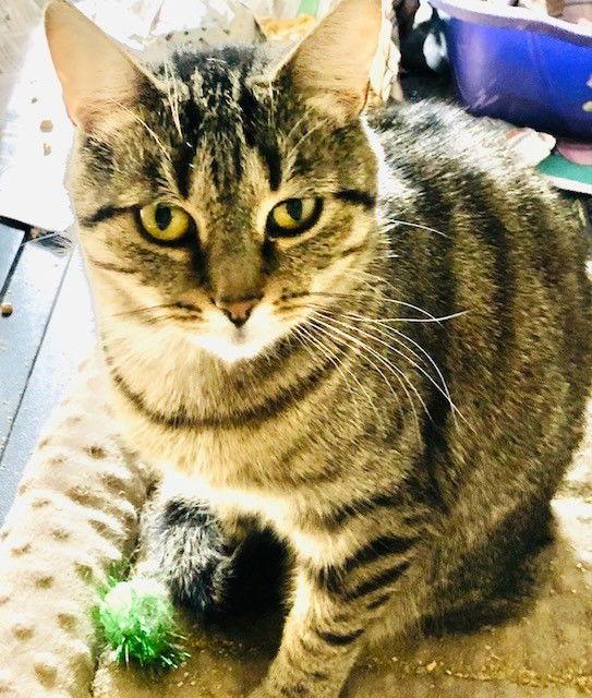 Lena, Adoptable, Adult Female Tabby & Domestic Short Hair.