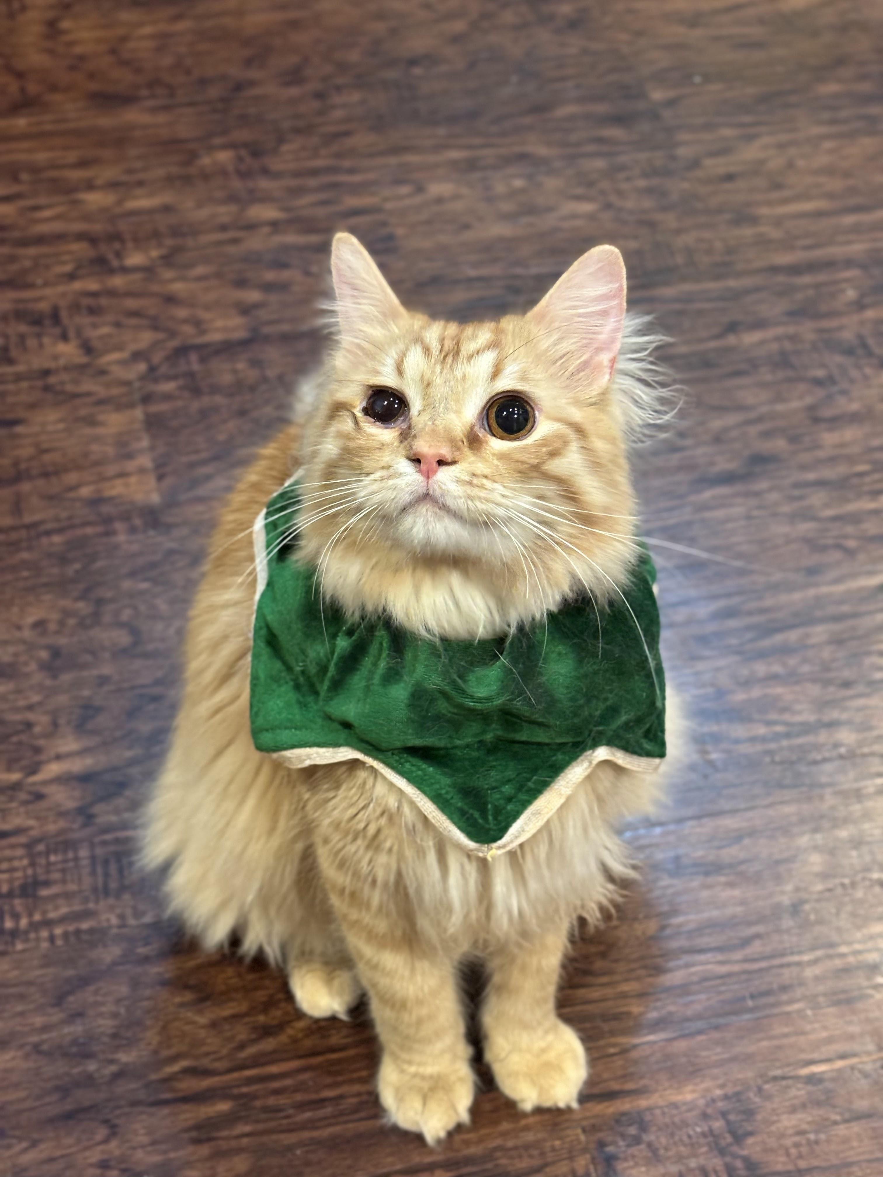 Guppy, an adopted Domestic Medium Hair in The Colony, TX image 1/2