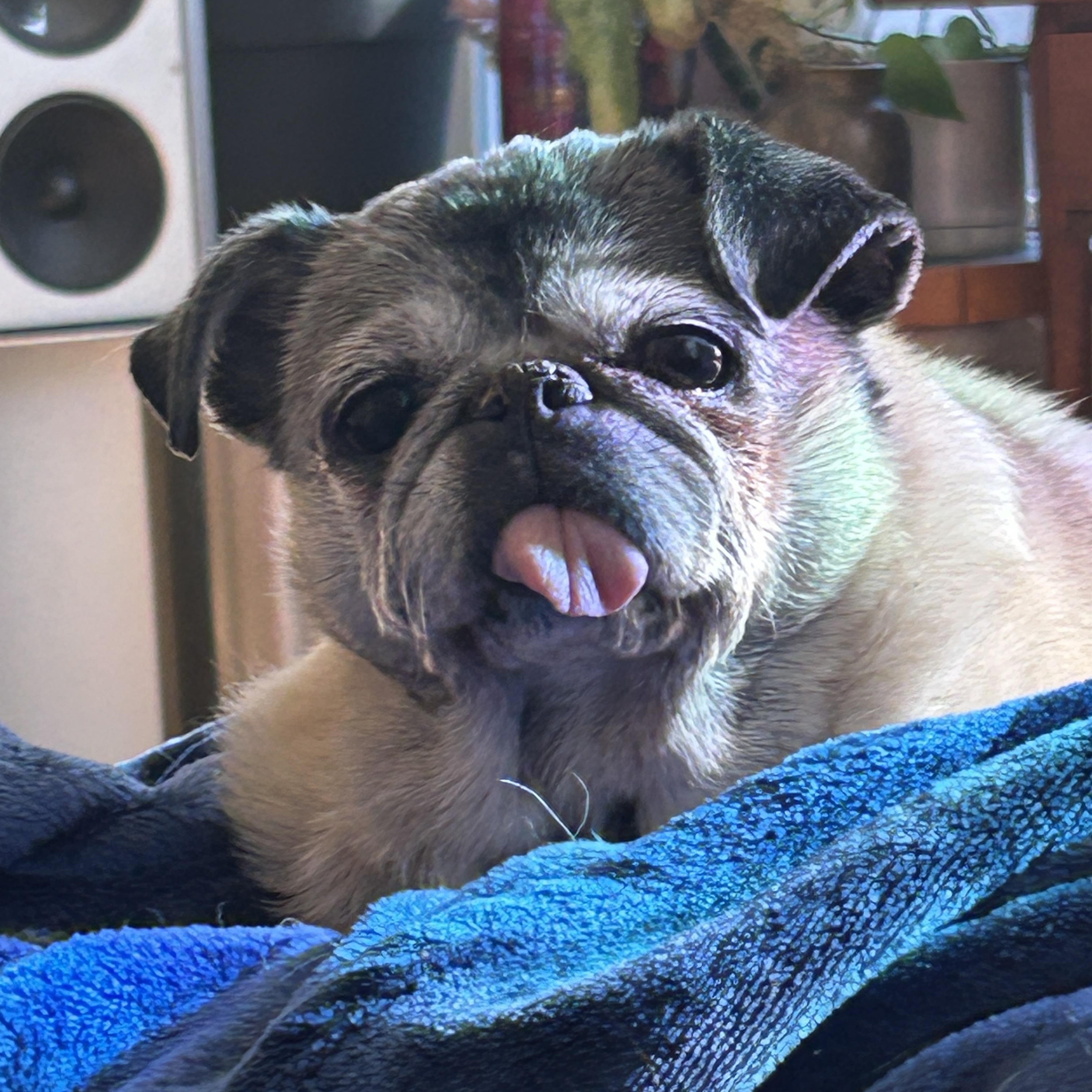 Enlarge Lulu, a Adopted Pug in Franklinton, NC image 1/1