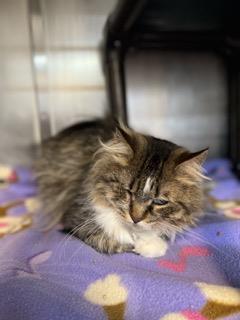 Enlarge Autumn, a Adoptable mixed breed in Shohola, PA image 1/2