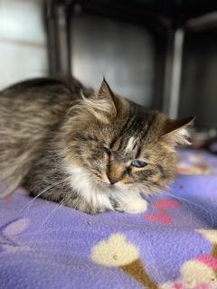 Enlarge Autumn, a Adoptable mixed breed in Shohola, PA image 2/2