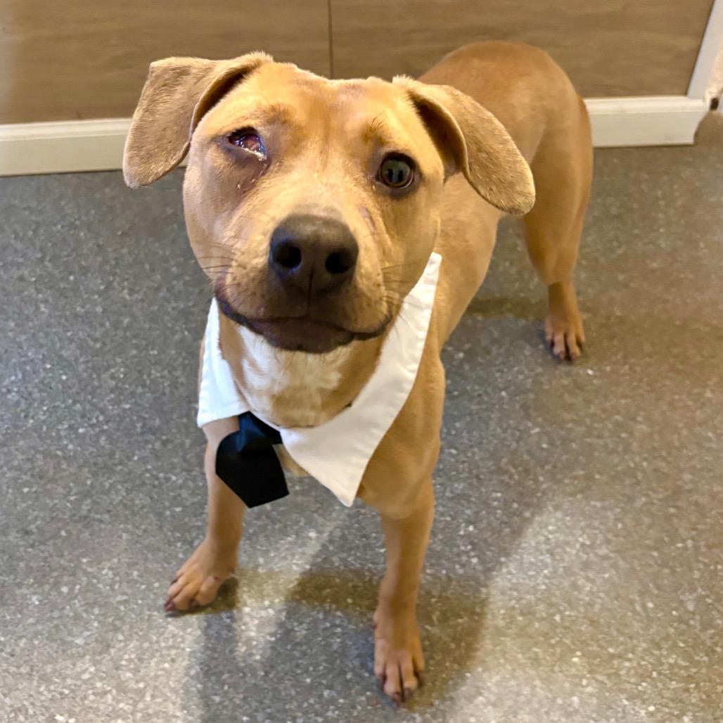 Martin, Adoptable, Young Male Carolina Dog.