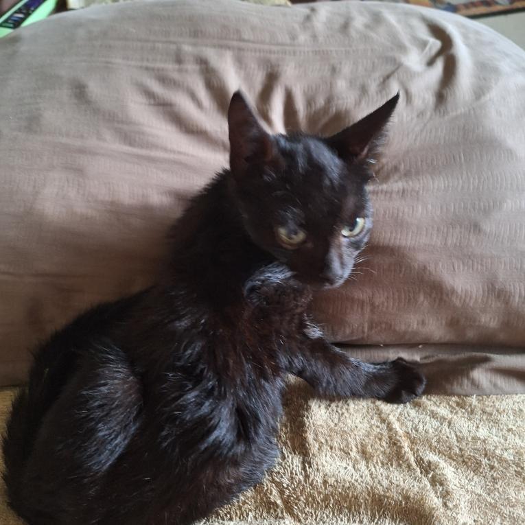 Enlarge Karma, a Adoptable Domestic Short Hair in Volcano, HI image 1/3