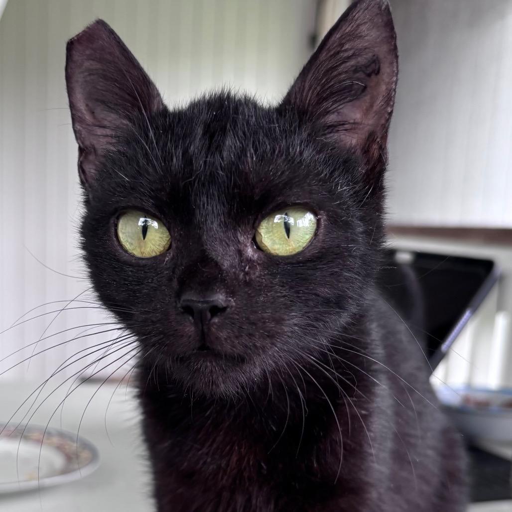 Enlarge Karma, a Adoptable Domestic Short Hair in Volcano, HI image 2/3