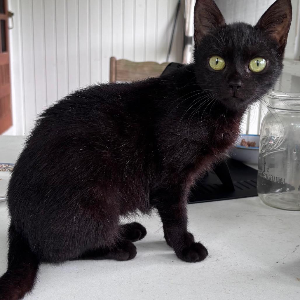 Enlarge Karma, a Adoptable Domestic Short Hair in Volcano, HI image 3/3