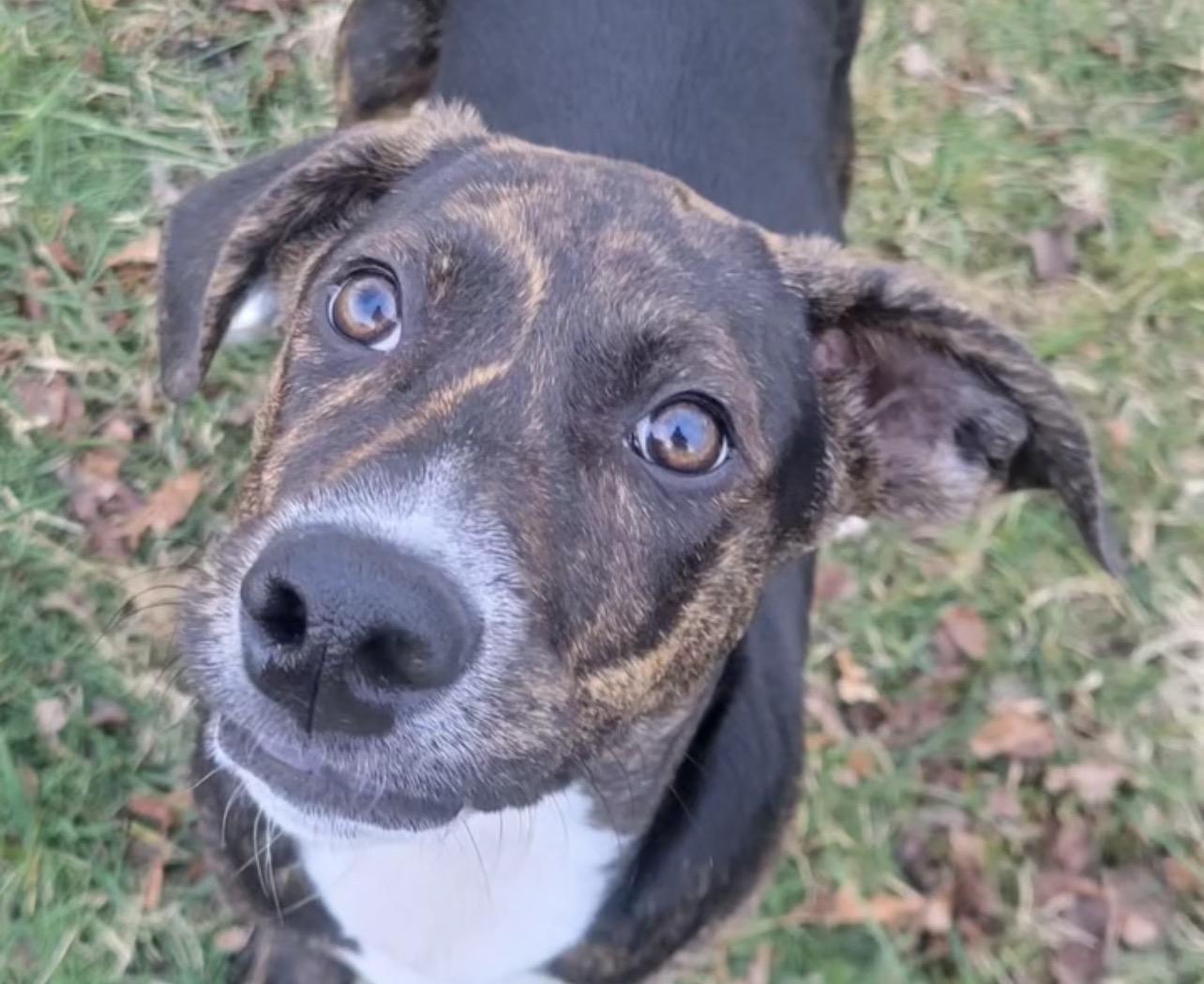 Scarlette Witch, Adoptable, Puppy Female Border Collie & English Coonhound.