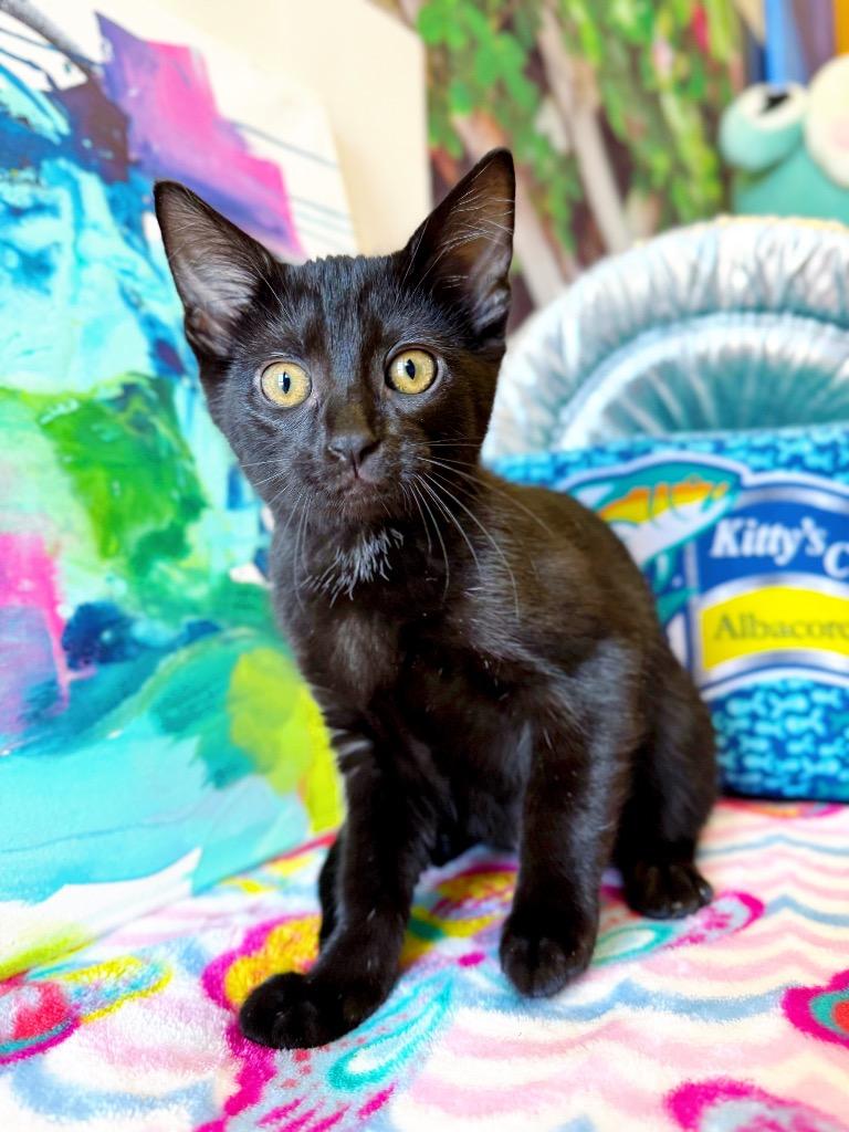 Zoey, a Adoptable mixed breed in Effingham, IL image 1/6