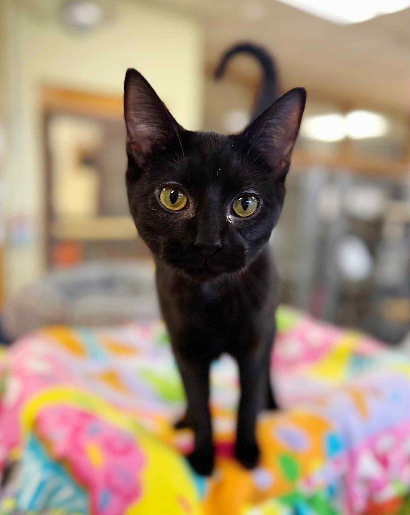 Enlarge Zoey, a Adoptable mixed breed in Effingham, IL image 2/6