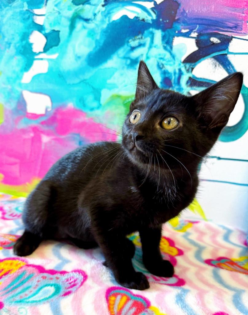 Zoey, a Adoptable mixed breed in Effingham, IL image 2/6