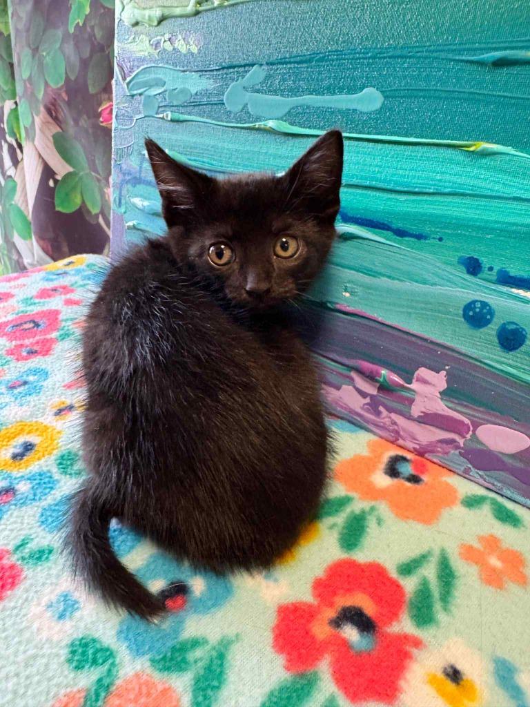 Enlarge Zoey, a Adoptable mixed breed in Effingham, IL image 3/6