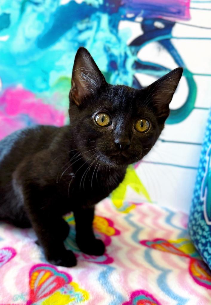 Zoey, a Adoptable mixed breed in Effingham, IL image 4/6