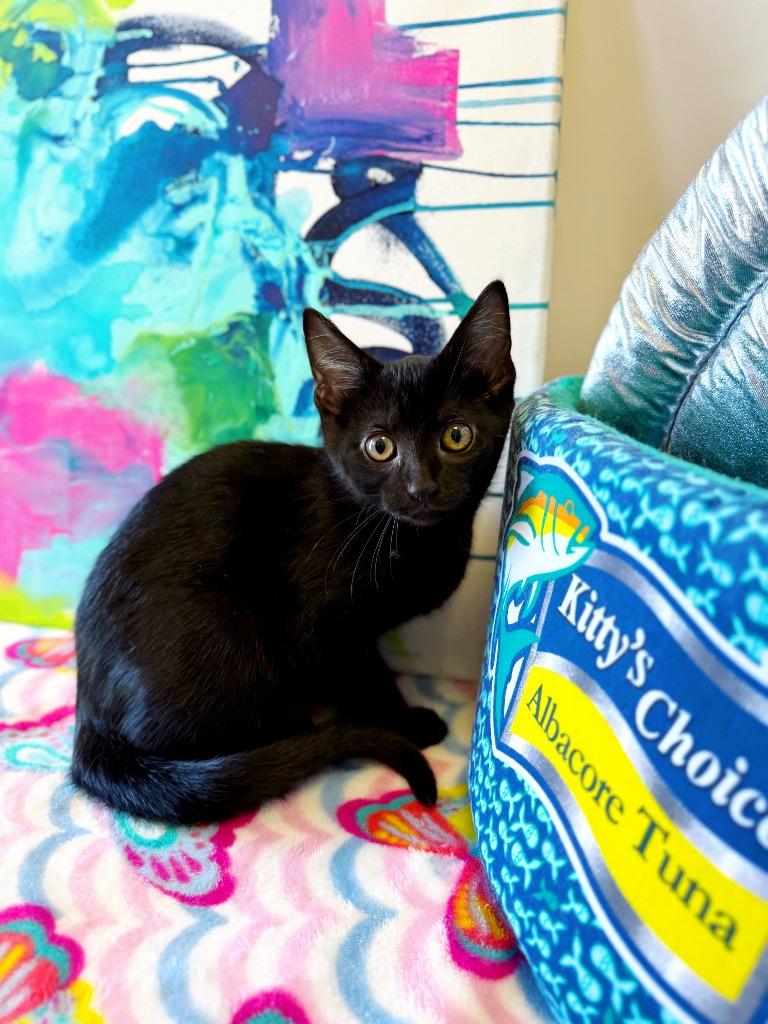 Zoey, a Adoptable mixed breed in Effingham, IL image 5/6