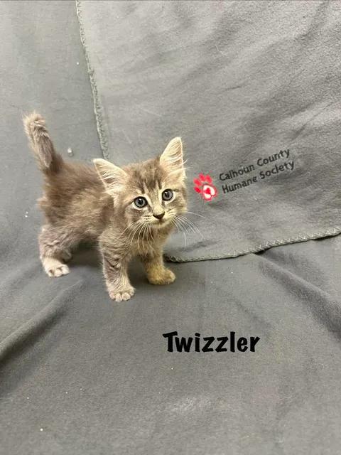 Twizzler, adopted, Kitten Male Domestic Short Hair.