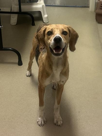 Zoey, a Adoptable mixed breed in King William, VA image 1/2