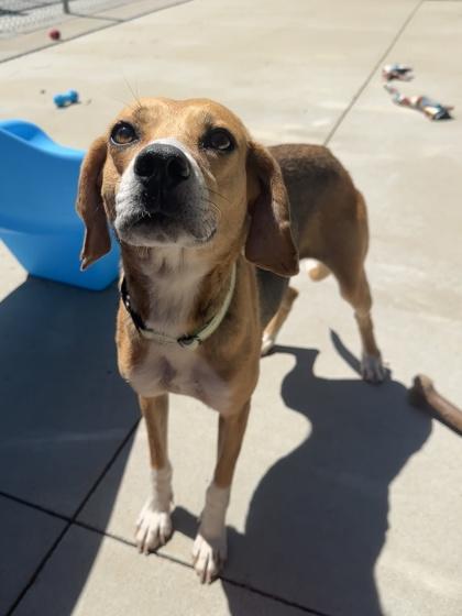 Zoey, a Adoptable mixed breed in King William, VA image 2/2