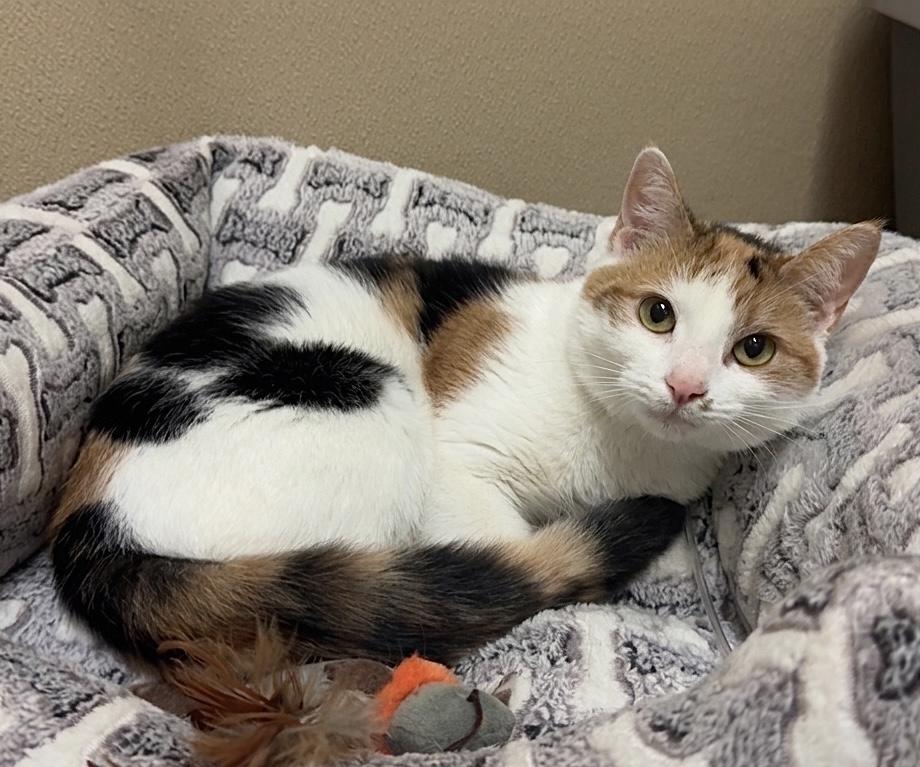 Enlarge Aria, a ADOPTABLE Domestic Short Hair in Kearneysville, WV image 1/1