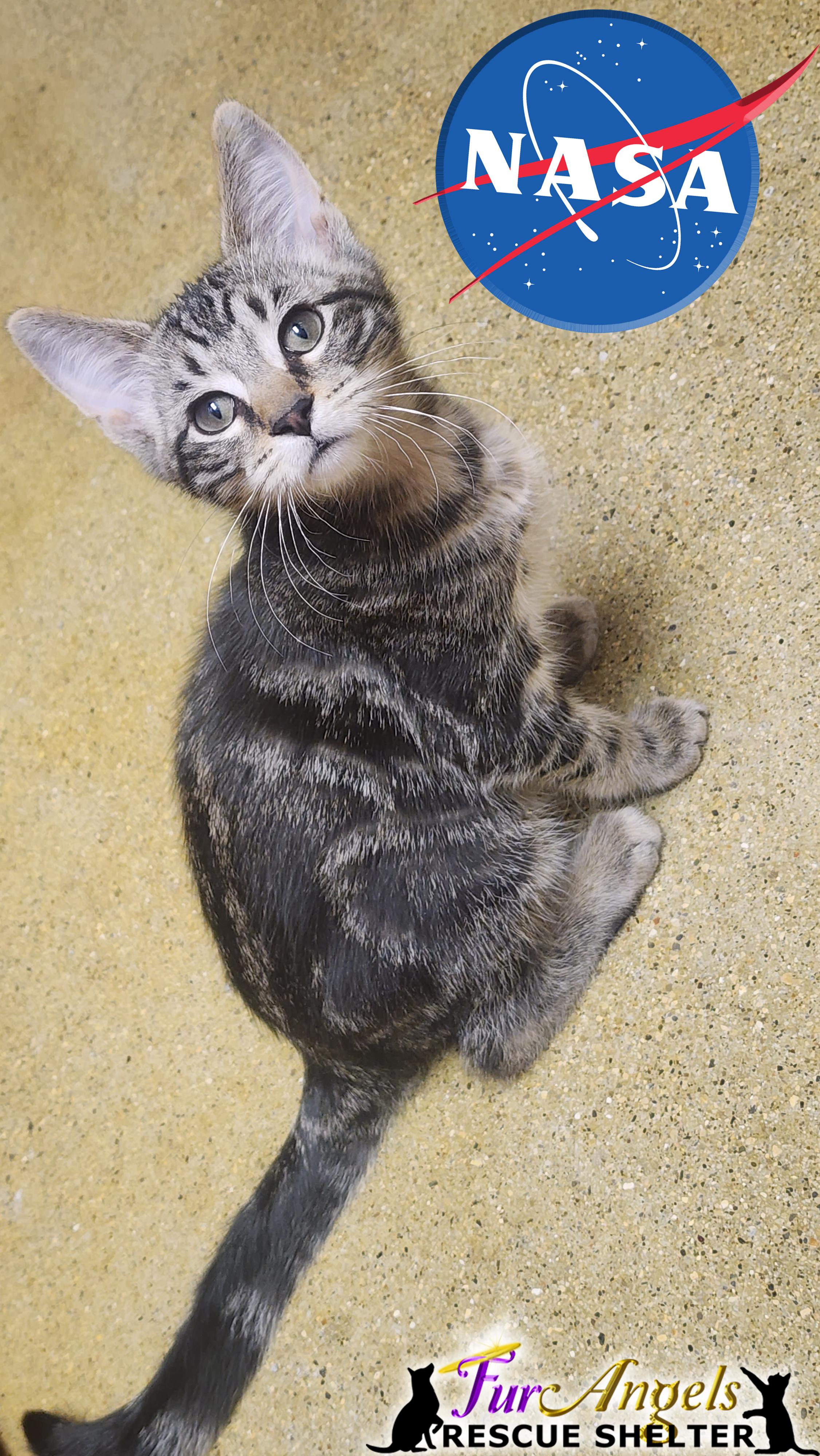 Enlarge NASA, an adopted Domestic Short Hair in Toledo, OH image 1/2