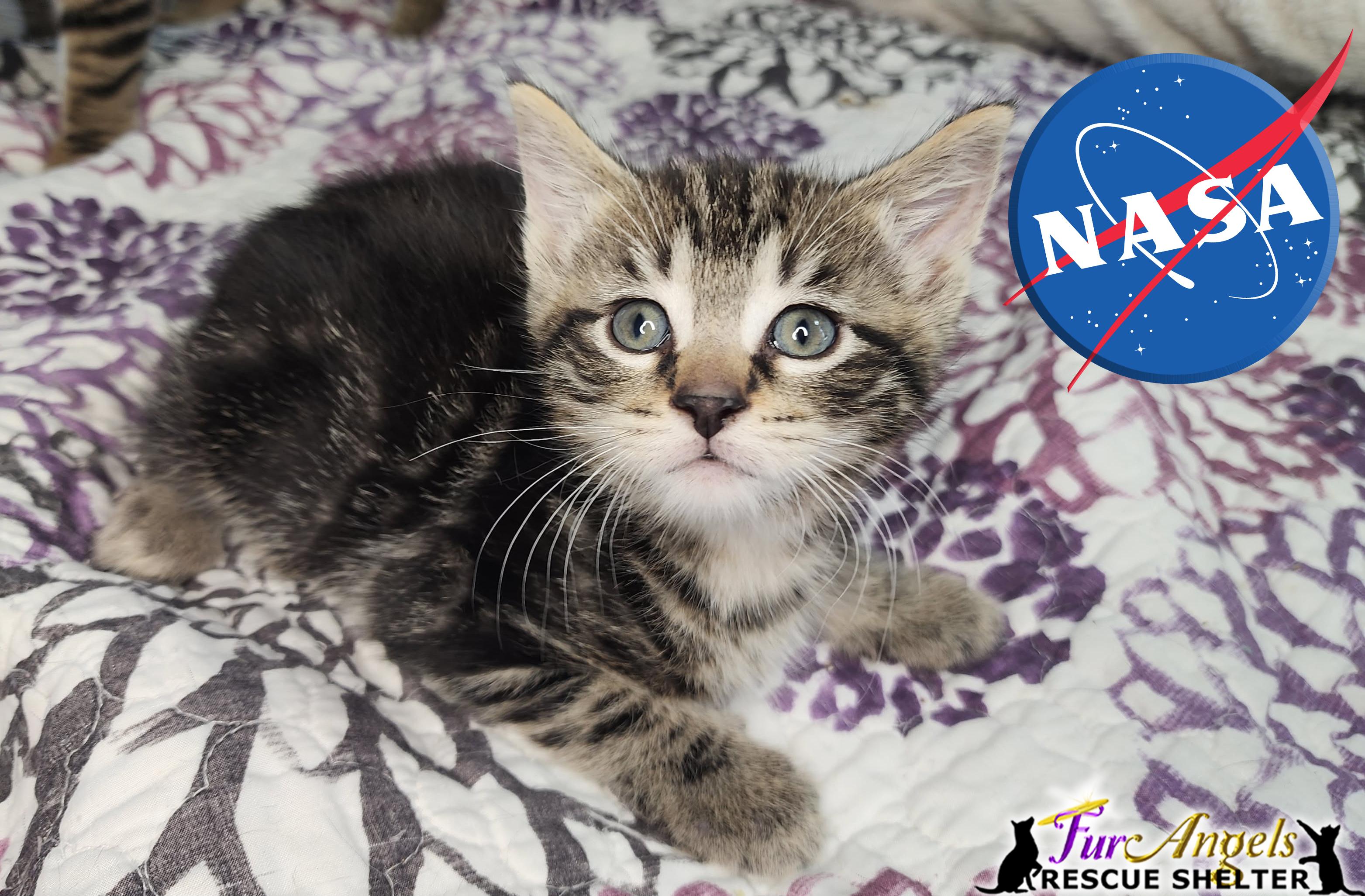 Enlarge NASA, an adopted Domestic Short Hair in Toledo, OH image 2/2