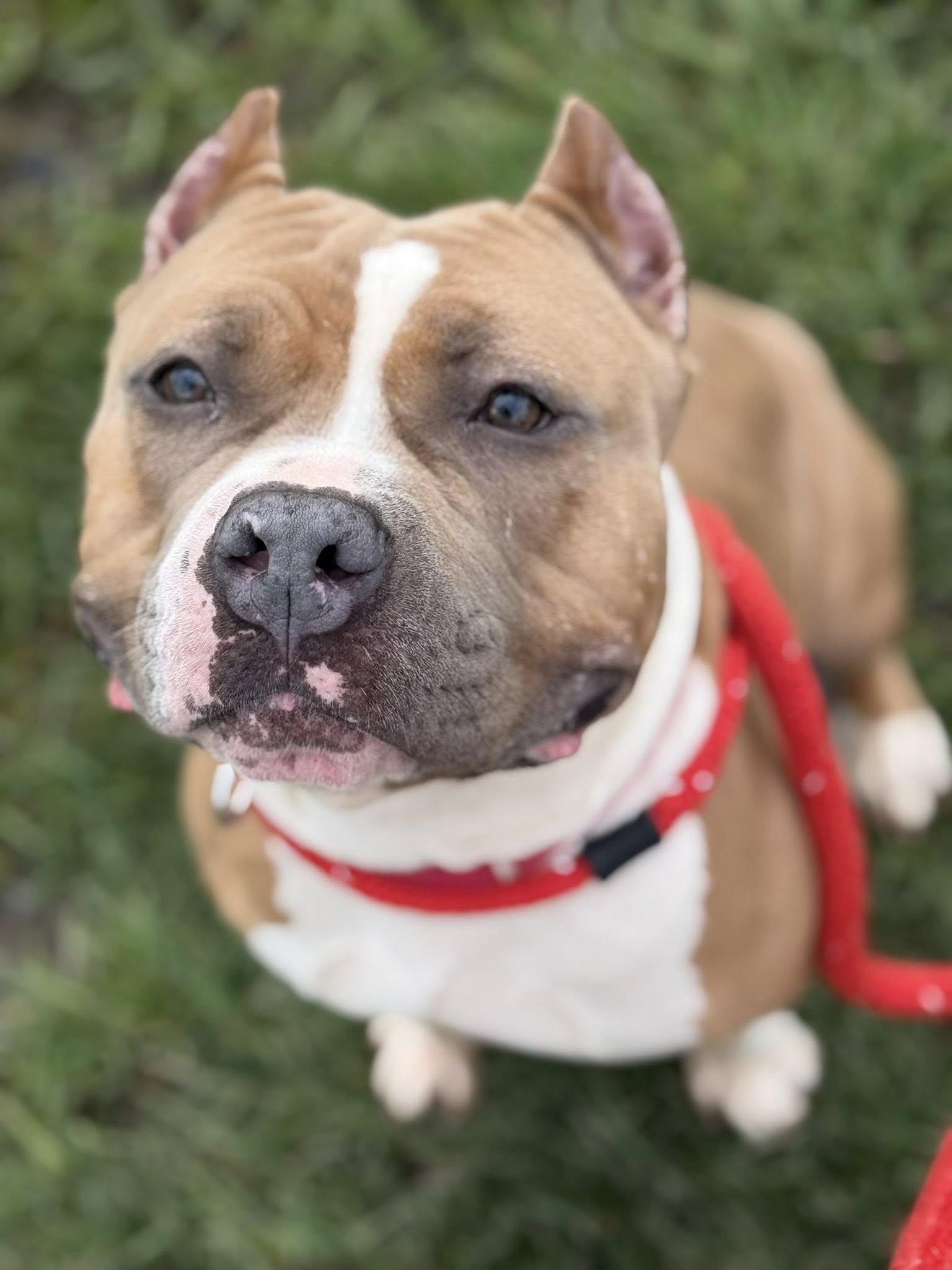 Enlarge Mocha, a ADOPTABLE Terrier in North Syracuse, NY image 2/3